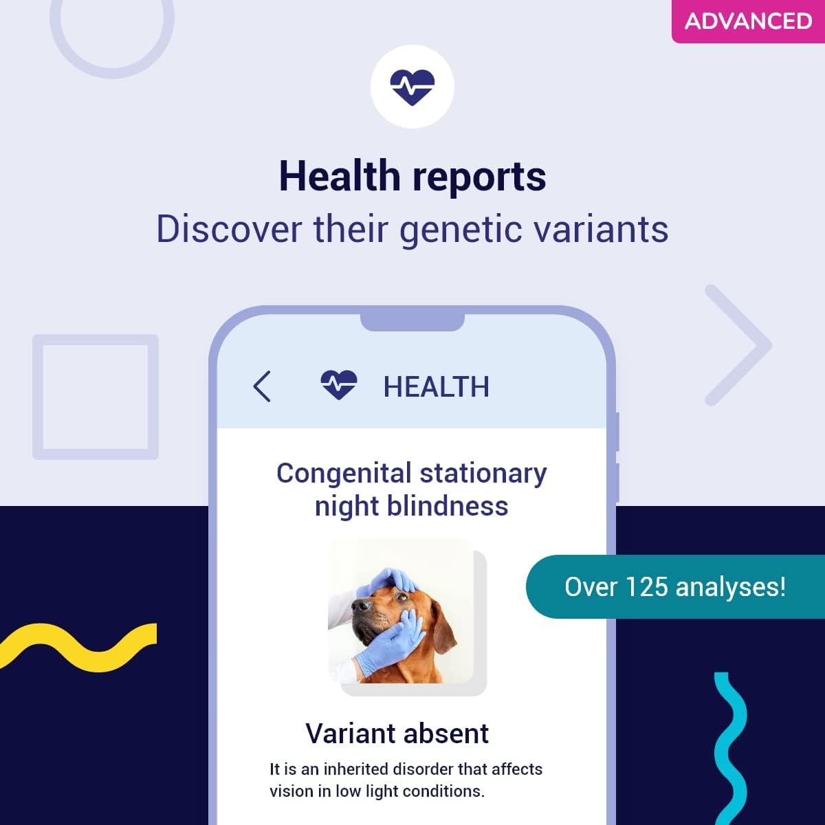 Koko DNA Test for Dogs Advanced - (+150 Reports of Breeds, Health and Traits) - Updates at no Cost