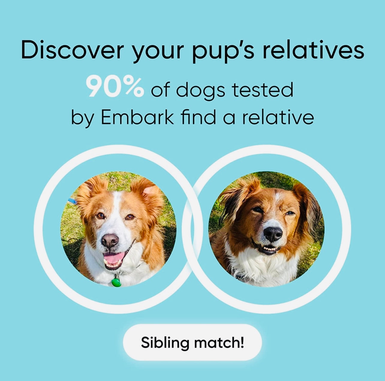 Embark | Dog DNA Test | Breed Identification | 160 Health Results | 200K Genetic Markers