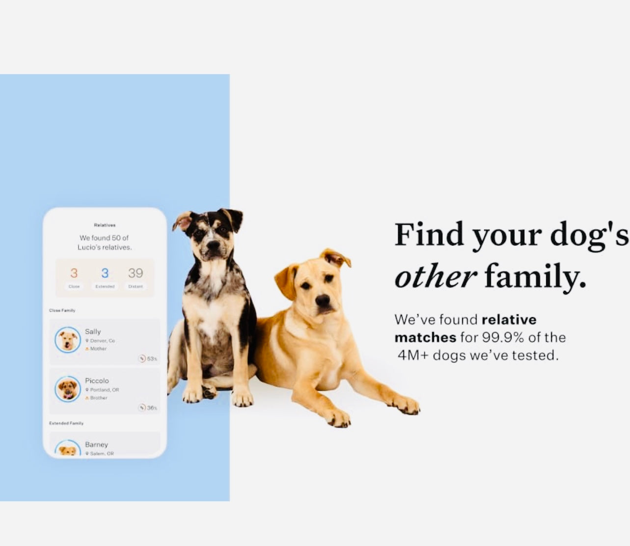 Wisdom Panel Essential: Most Accurate Dog DNA Test Kit for Breed ID and Ancestry | 25+ Genetic Health Conditions | Traits | Relatives,White,75 g (Pack of 1)