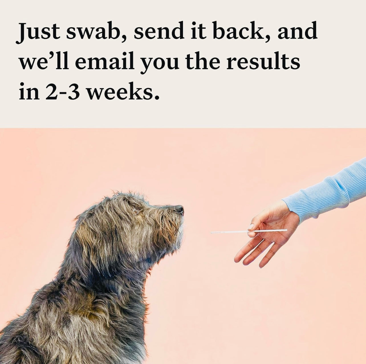 Wisdom Panel Premium: Most Comprehensive Dog DNA Test for 260+ Health Tests | Accurate Breed ID and Ancestry | Traits | Relatives | Genetic Diversity | Vet Consult