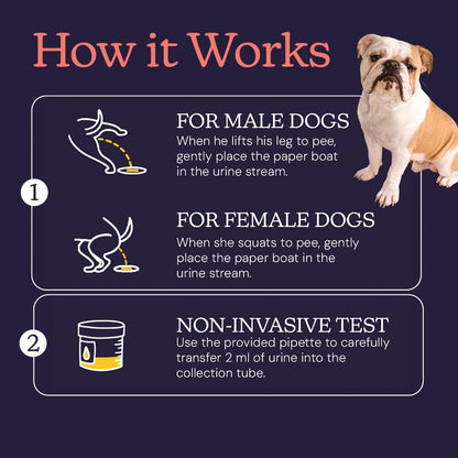 Oncotect Essential Dog Cancer Screening Test Kit, Easy to Use Cancer Screening, Affordable Non-Invasive Urine-Based Test, Works On All Dog Breeds and Ages