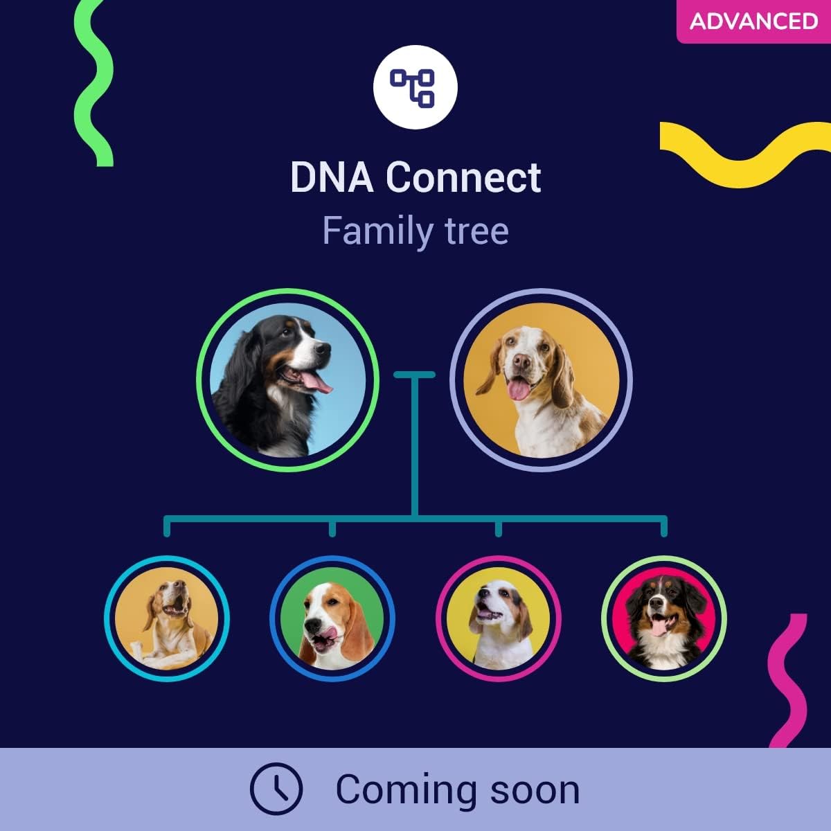 Koko DNA Test for Dogs Advanced - (+150 Reports of Breeds, Health and Traits) - Updates at no Cost