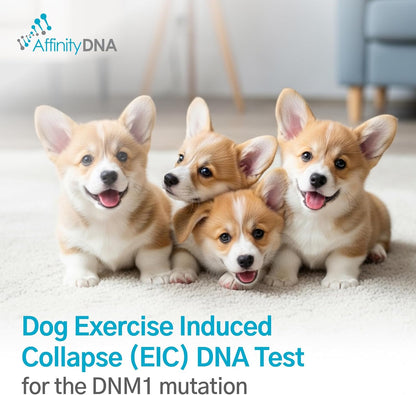 AffinityDNA Dog Exercise Induced Collapse (EIC) DNA Test | Home Sample Collection Kit for 1 Canine | EIC Testing for Your Puppy