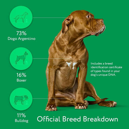DNA MY DOG – Trusted & Affordable Breed Identification Test | 350+ Breeds Identified w/ 99%+ Accuracy | Complete Breed Analysis, Personality and Behavior Insights | Easy Cheek Swab, Results in 2 Weeks