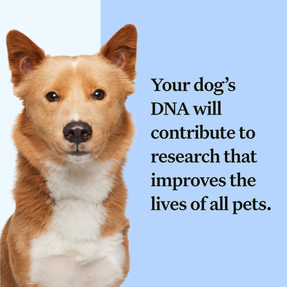 Embark Breed Identification Kit | Most Accurate Dog DNA Test | Test 350+  Dog Breeds | Breed ID Kit with Ancestry & Family Tree