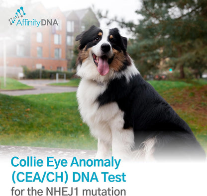 AffinityDNA Dog Collie Eye Anomaly Choroidal Hypoplasia (CEA/CH) DNA Test |