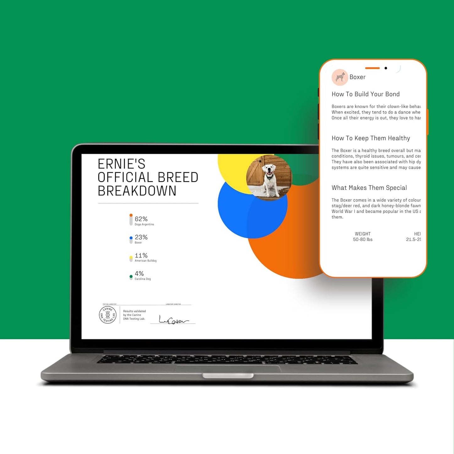 DNA MY DOG – Trusted & Affordable Breed Identification Test | 350+ Breeds Identified w/ 99%+ Accuracy | Complete Breed Analysis, Personality and Behavior Insights | Easy Cheek Swab, Results in 2 Weeks