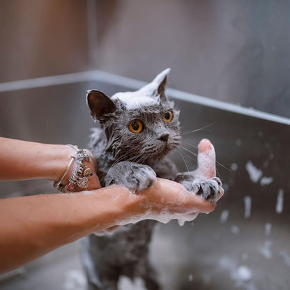 Eye Envy Moisturizing Pet Shampoo. Cleans, softens, adds Shine. Fragrance Free. Detergent Free. Gentle for Everyday use. Glycerin enriched. Safe for Puppies and Kittens. 16oz