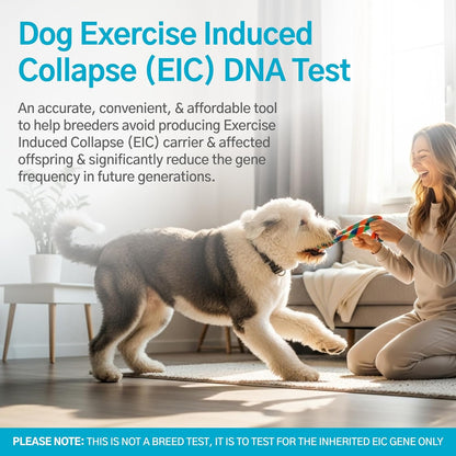AffinityDNA Dog Exercise Induced Collapse (EIC) DNA Test | Home Sample Collection Kit for 1 Canine | EIC Testing for Your Puppy