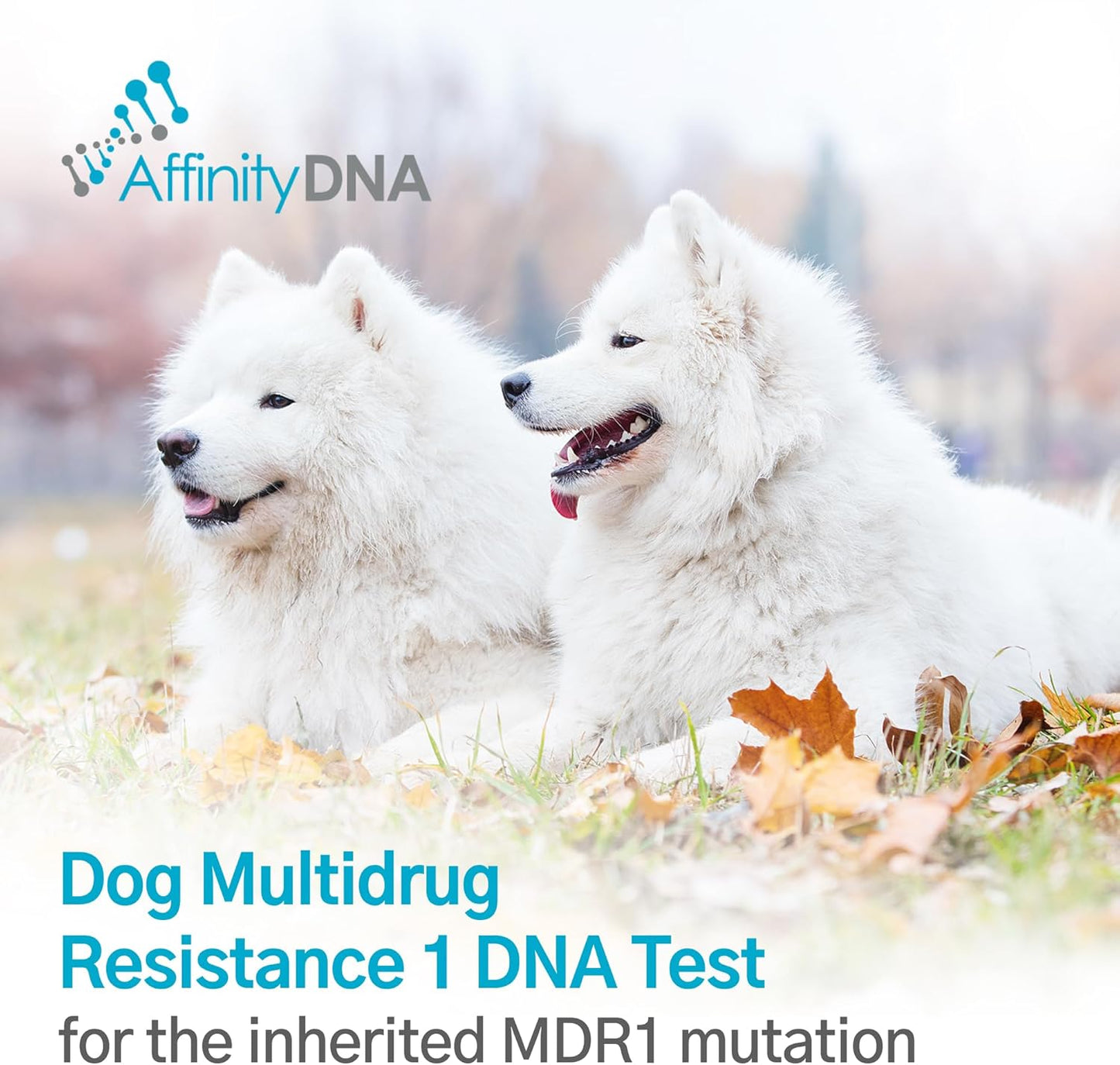 AffinityDNA Dog Multidrug Resistance 1 (MDR1) DNA Test Kit | Home Sample Collection Kit for 1 Canine