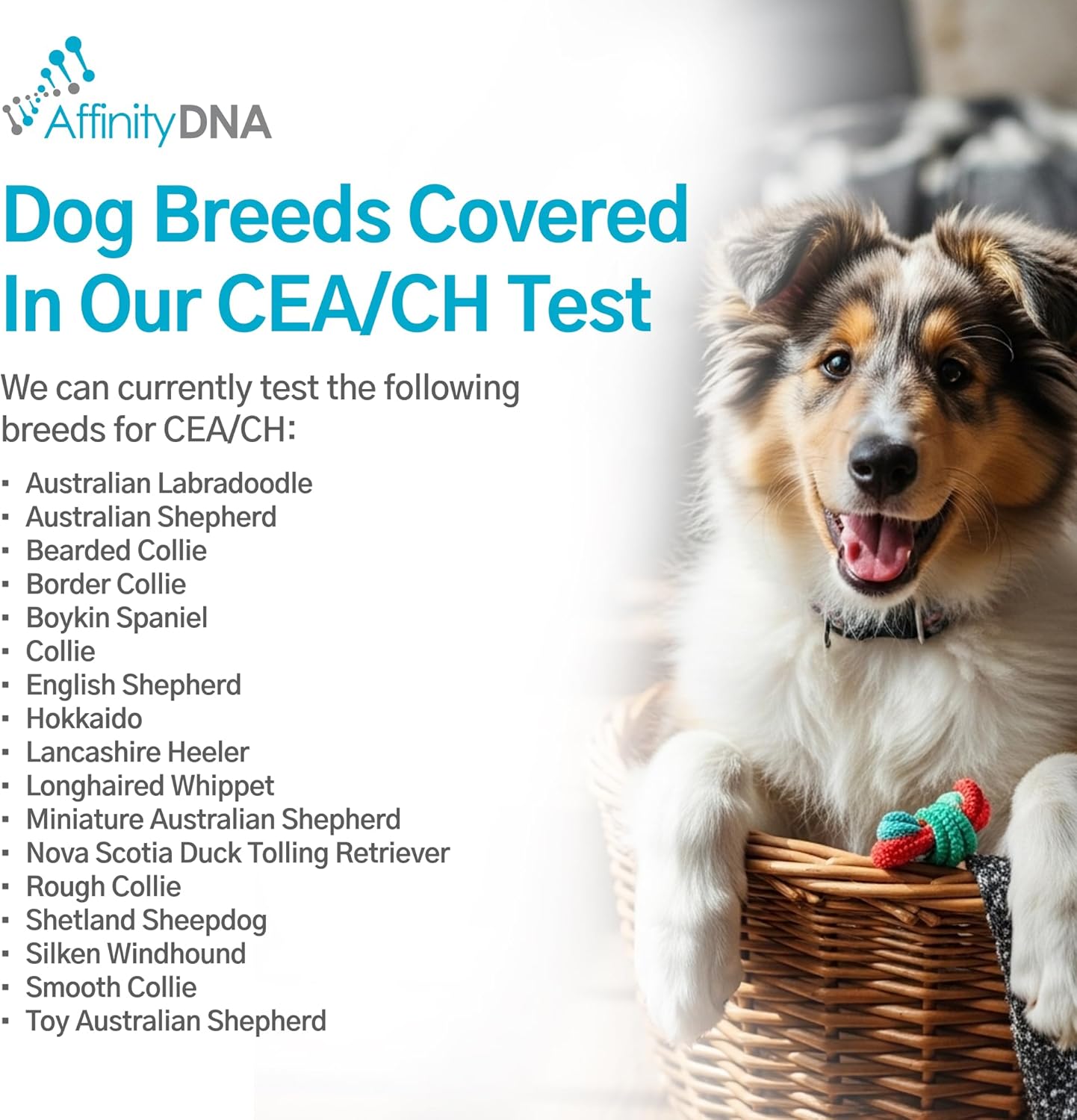 AffinityDNA Dog Collie Eye Anomaly Choroidal Hypoplasia (CEA/CH) DNA Test |