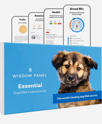 Wisdom Panel Essential: Most Accurate Dog DNA Test Kit for Breed ID and Ancestry | 25+ Genetic Health Conditions | Traits | Relatives,White,75 g (Pack of 1)