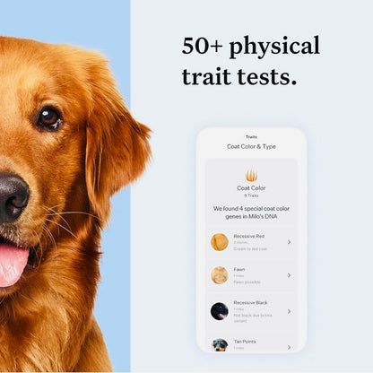 Wisdom Panel Essential: Most Accurate Dog DNA Test Kit for Breed ID and Ancestry | 25+ Genetic Health Conditions | Traits | Relatives,White,75 g (Pack of 1)