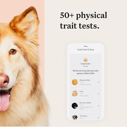 Wisdom Panel Premium: Most Comprehensive Dog DNA Test for 260+ Health Tests | Accurate Breed ID and Ancestry | Traits | Relatives | Genetic Diversity | Vet Consult