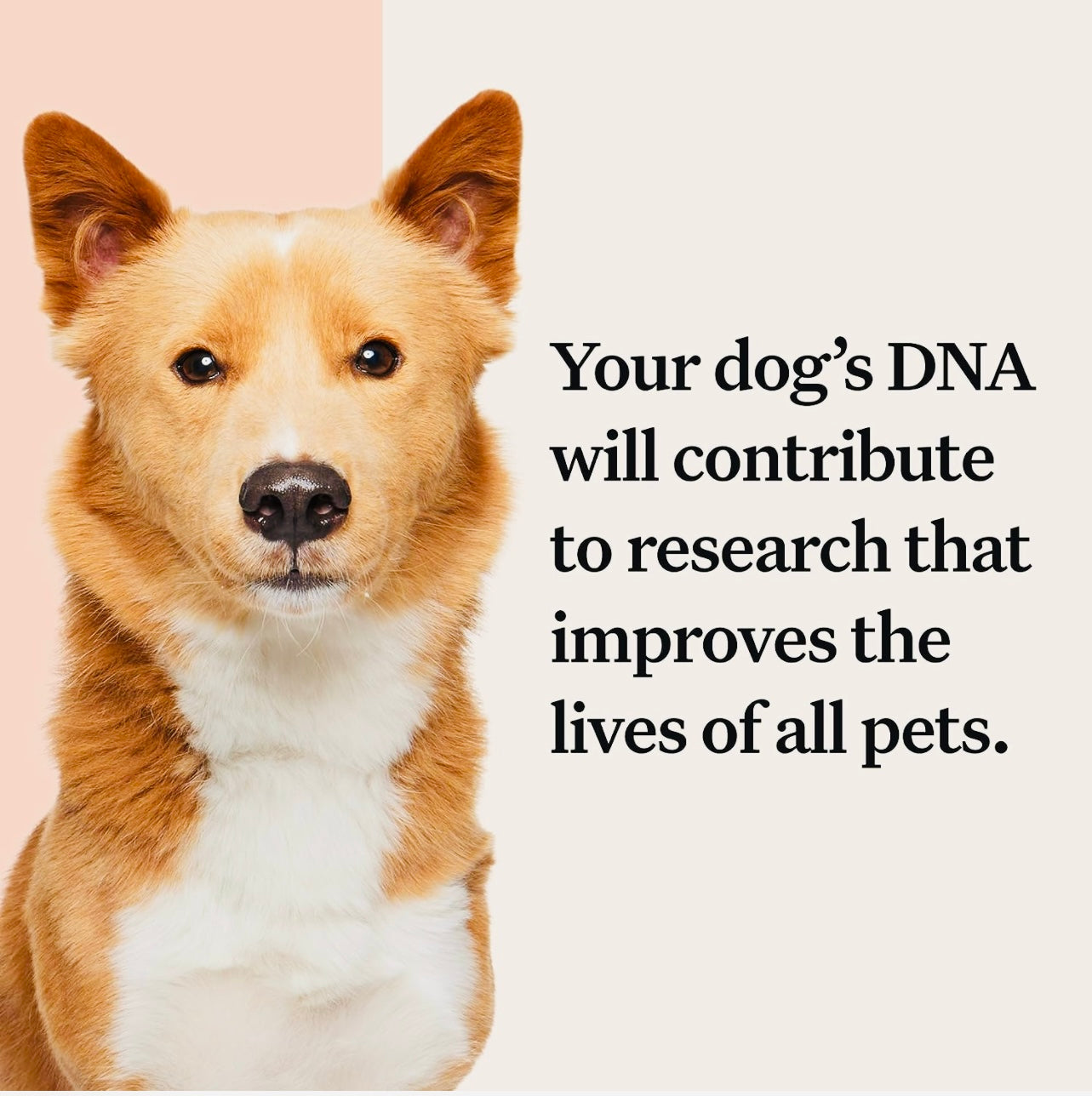 Wisdom Panel Premium: Most Comprehensive Dog DNA Test for 260+ Health Tests | Accurate Breed ID and Ancestry | Traits | Relatives | Genetic Diversity | Vet Consult