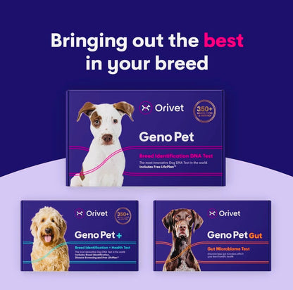 Orivet Genopet Dog DNA Test | Dog Breed Test Kit, Genetic Testing, Heritable Health Risks and Life Plan