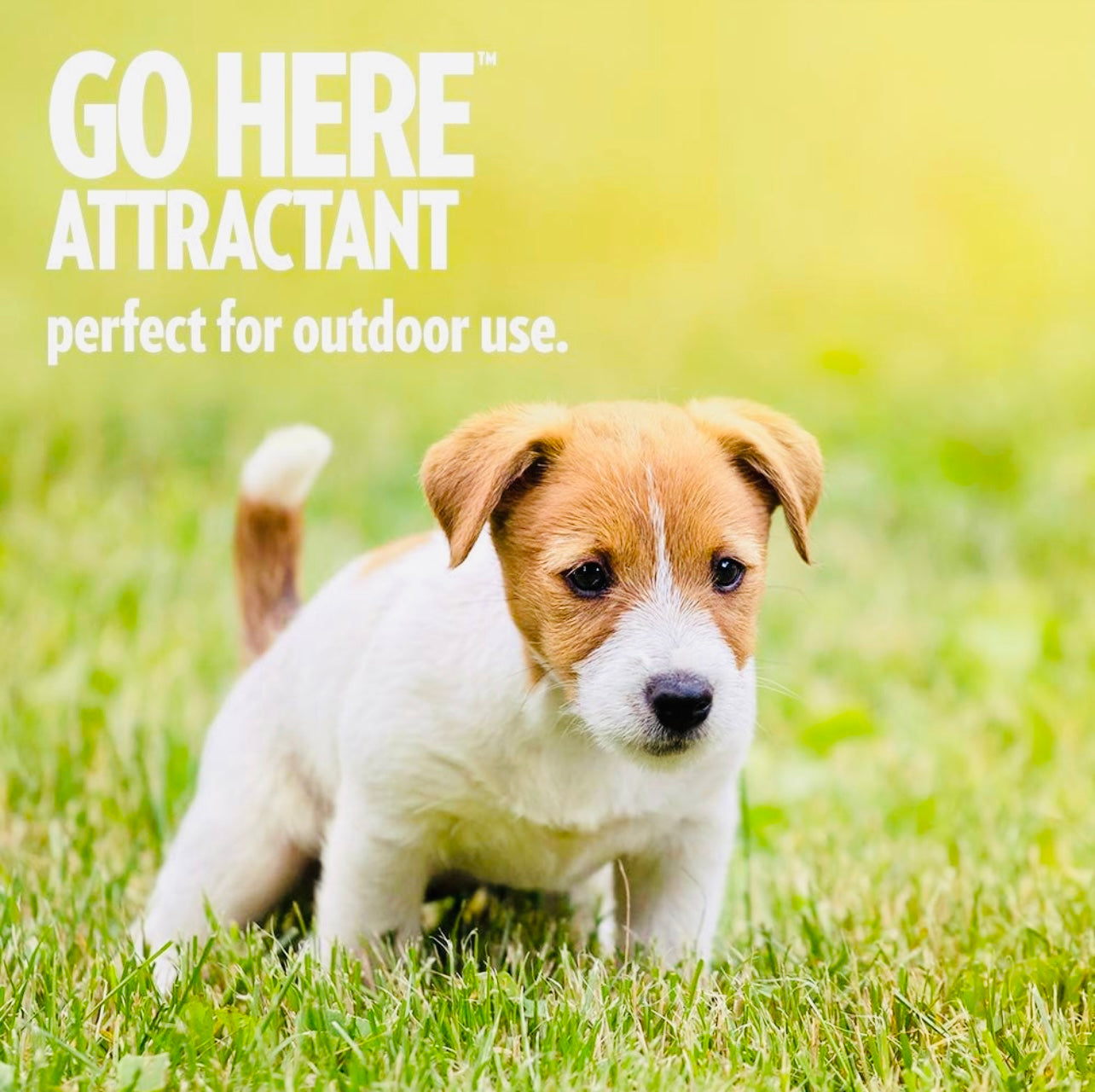 OUT! PetCare Go Here Attractant Indoor and Outdoor Dog Training Spray | House-Training Aid for Puppies and Dogs |